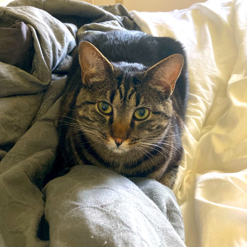 Francesca’s midi floral skirt with bias cut at bottom and tie/button closure